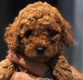 Cuccioli cane