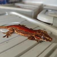 4 maschi e due femmine di auriculatus