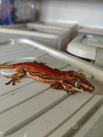 4 maschi e due femmine di auriculatus