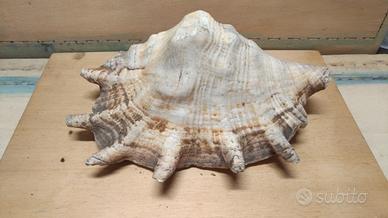 Conchiglia 21 cm x 14 cm 