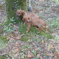 Segugio dell' Appennino