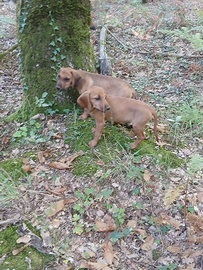 Segugio dell' Appennino