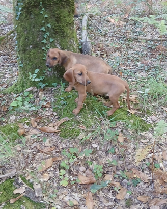 Segugio dell' Appennino