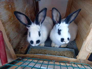 Conigli nostrani