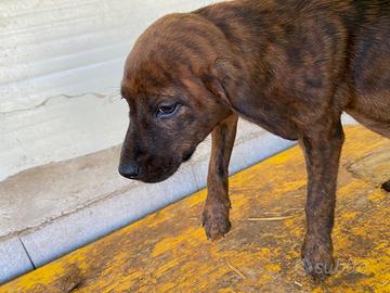 Cuccioli seguggio maremmano