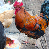 Gallo di Marans