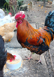 Gallo di Marans
