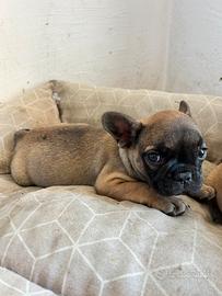 Cuccioli di bulldog francese