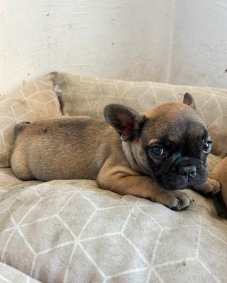 Cuccioli di bulldog francese