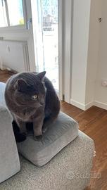 Affido gatto certosino di 6 anni