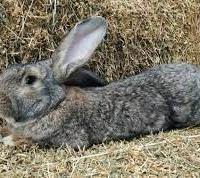 Conigli maschi: nuova zelanda x gigante fiandre