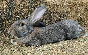Conigli maschi: nuova zelanda x gigante fiandre
