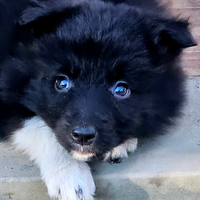 Border collie cucciola pedigree