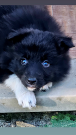 Border collie cucciola pedigree