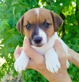 Cuccioli Jack Russell con Pedigree 3 mesi