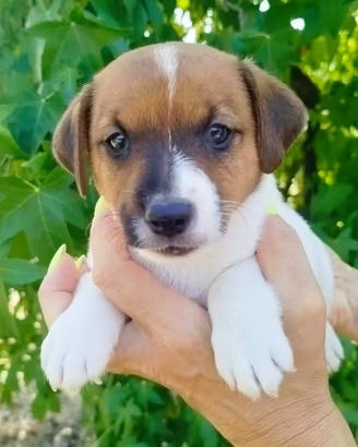 Cuccioli Jack Russell con Pedigree 3 mesi