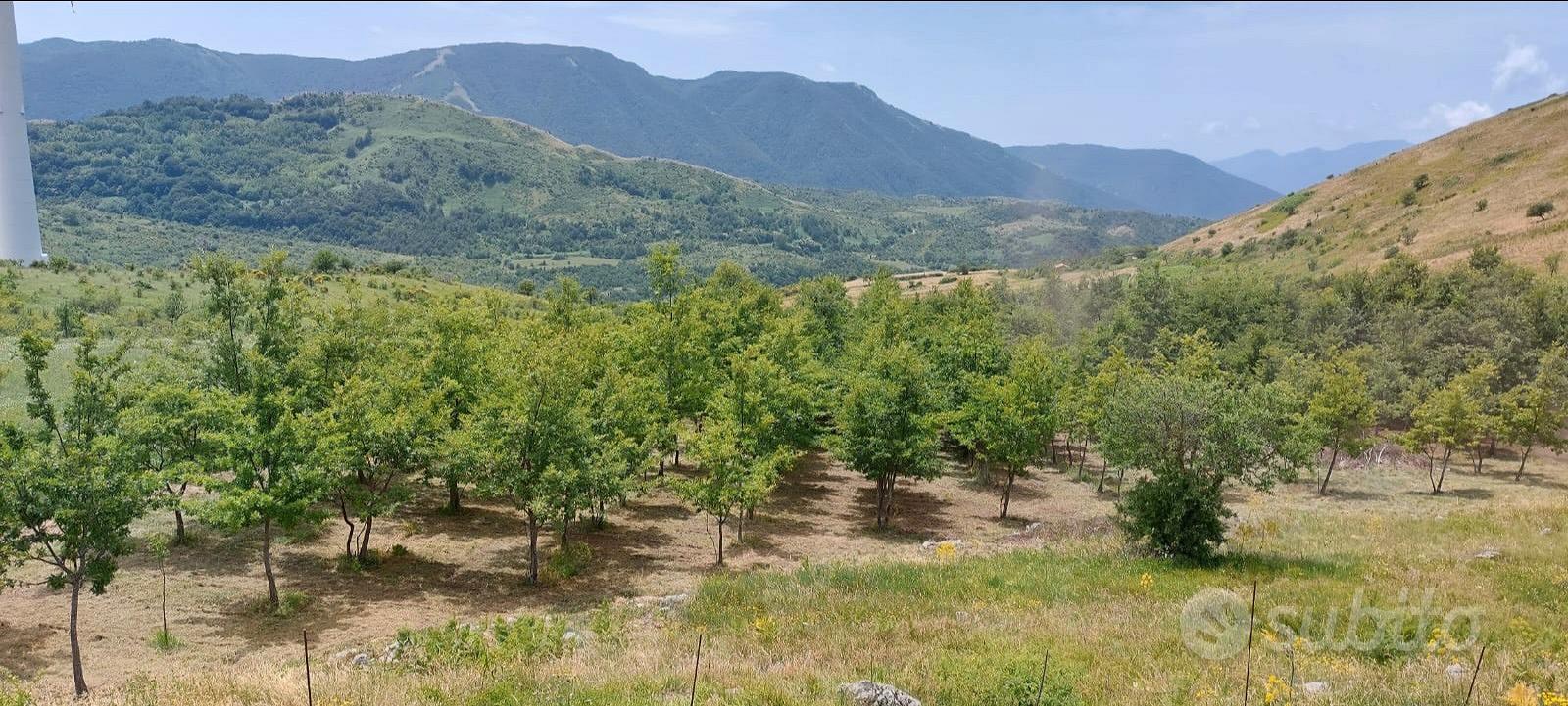 Terreno agricolo con bosco - Vista 5