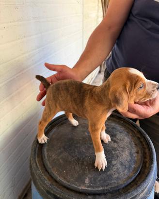 Cuccioli segugio maremmano