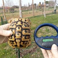 Testudo tartaruga hermanni femmina molto chiara