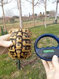 Testudo tartaruga hermanni femmina molto chiara