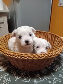 Maltesi