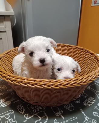 Maltesi