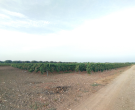 Tenuta: frutteto, vigneto e terreni agricoli