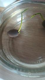 Nelumbo nano