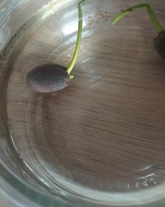 Nelumbo nano