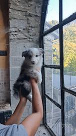 Cuccioli pastore australiano blue merle Super