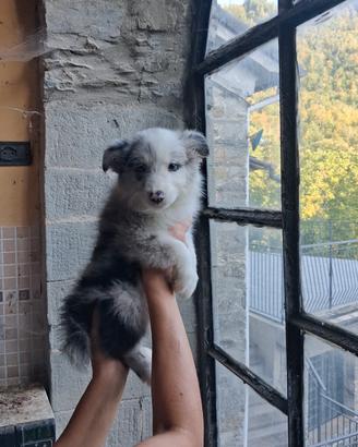 Cuccioli pastore australiano blue merle Super