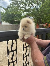 "ULTIMO" spitz nano volpino Pomerania