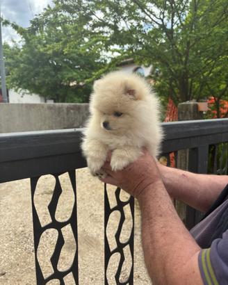 "ULTIMO" spitz nano volpino Pomerania
