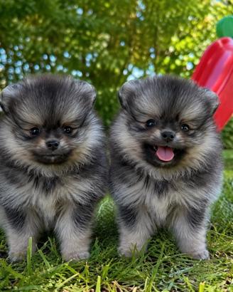 Spitz