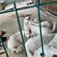 3 femine e 3 maschi di maraimano