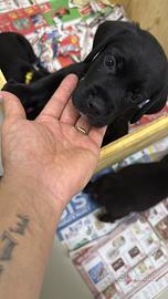 Cuccioli Labrador