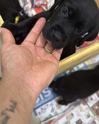 Cuccioli Labrador