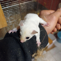 Petauri o scoiattolo volante