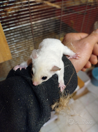 Petauri o scoiattolo volante