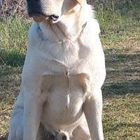 Labrador Maschio per monta accoppiamento