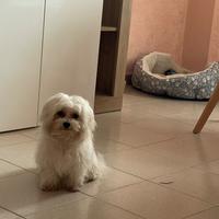 Maltese toy