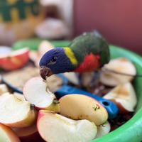 Pappagallo lori arcobaleno