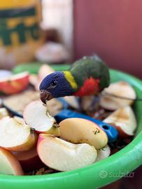 Pappagallo lori arcobaleno