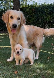 Cuccioli Golden retriver