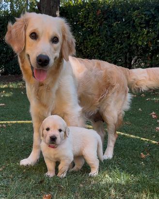 Cuccioli Golden retriver