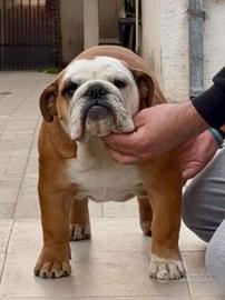 Bulldog inglese
