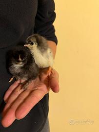 Pulcinotti olivegger marans e wyandotte