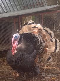 Tacchino maschio