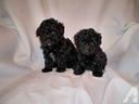barboncino-mini-toy-nero-maschio