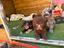 Immagine 27